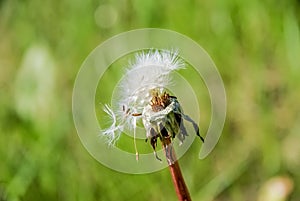 Overblown dandelion with some seeds