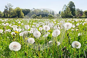 Overblown dandelions in green dutch meadow