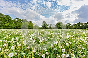 Overblown dandelions in meadow with blue sky and clouds