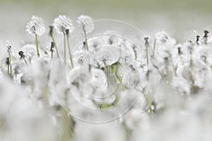 Overblown dandelions meadow