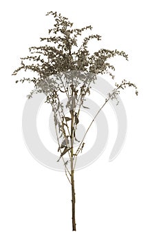 Overblown european goldenrod, Solidago virgaurea plant isolated on white background