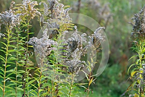 Overblown european goldenrod, Solidago virgaurea plants