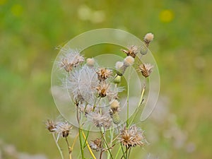 Overblown fireweed flowers - Erechtites hieraciifolius