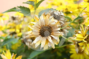 Overblown flower Heliopsis helianthoides