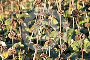 Overblown flowers.