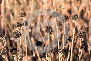 Overblown flowers.