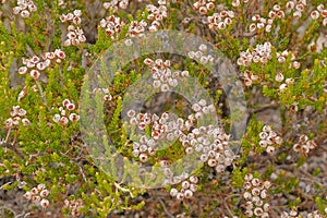 Overblown flowers of a heather bush