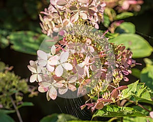 Overblown flowers of a white Panicle Hydrangea from close