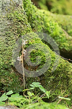 Overblown ghost orchid, Epipogium aphyllum growing at the base of a coniferous tree