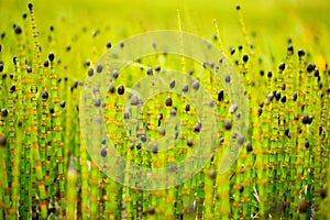 Overblown horsetail equisetum, green plant in nature. Art view on nature. Krkonose mountain, Czewch Republic, Europe.