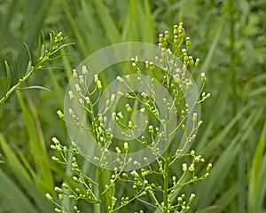 Overblown horseweed flowers - Conyza