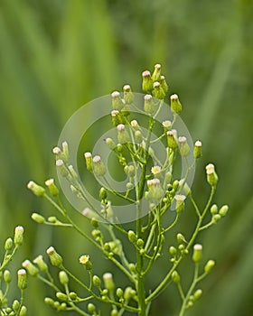 Overblown horseweed flowers - Conyza