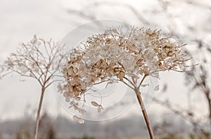 Overblown Hydrangea flower in natural colors