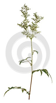 Overblown meadowsweet, Filipendula ulmaria isolated on white background