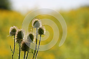 Overblown milk thistles with blurred background