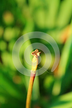 Overblown pistil of the tulip flower.