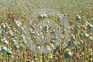 Overblown poppy seed.on sunny day in field