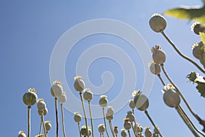 Overblown poppy seed.on sunny day in field