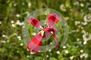 Overblown red tulip head