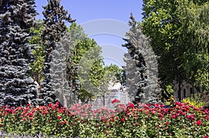 Overblown roses in park, Odessa, Ukraine