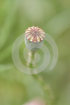 Overblown seed pod of a poppy flower