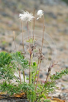 Overblown small pasque flower, Pulsatilla pratensis seedhead