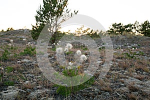 Overblown small pasque flowers, Pulsatilla pratensis in dry environment