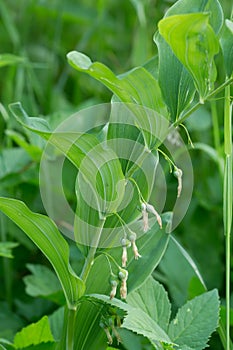 Overblown solomon`s sea, Polygonatum multiflorum