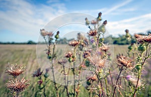 Overblown spiny plumeless thistle from close