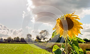 Overblown sunflower from close