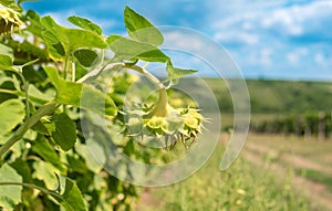 Overblown sunflower field