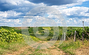 Overblown sunflower field