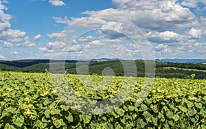 Overblown sunflower field