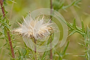 Overblown thistle flower with white fluffy seeds