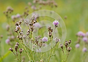 Overblown thistle flowers in a field