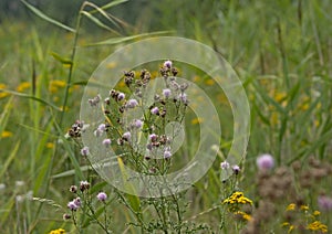 Overblown thistle flowers in a field