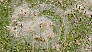 Overblown thistle flowers with white fluffy seeds