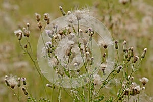 Overblown thistle flowers with white fluffy seeds