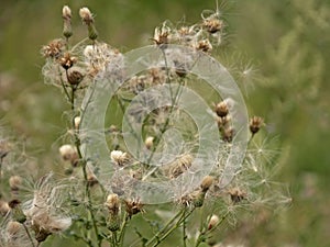 Overblown thistle flowers with white fluffy seeds