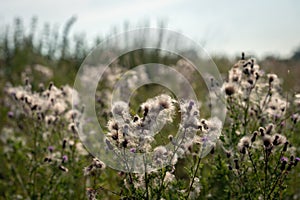 Overblown thistle plants up close