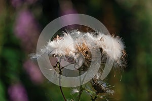 Overblown thistles with white fluffy seeds. Against a dark background