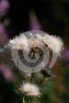 Overblown thistles with white fluffy seeds. Against a dark background