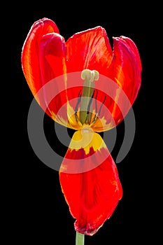 Overblown tulip on black