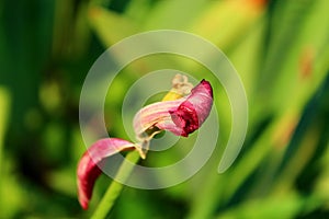 Overblown tulip flower.