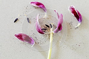 Overblown tulip on paper background