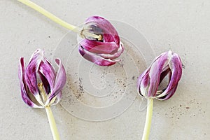 Overblown tulip on paper background