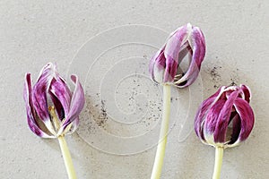 Overblown tulip on paper background