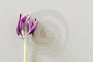 Overblown tulip on paper background