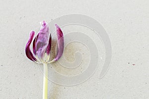 Overblown tulip on paper background