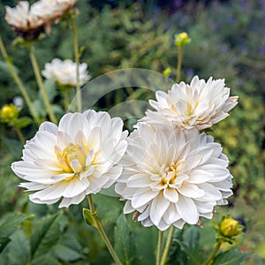 Almost overblown white dahlia flowers from close